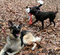 Gus learning to ignore distractions